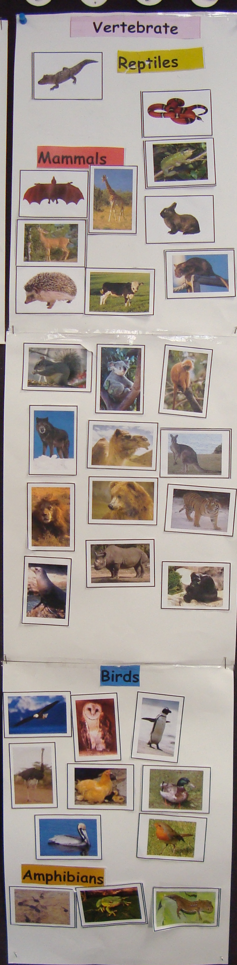 Science: Animal Classification – Baldock & Paparella Class Blog